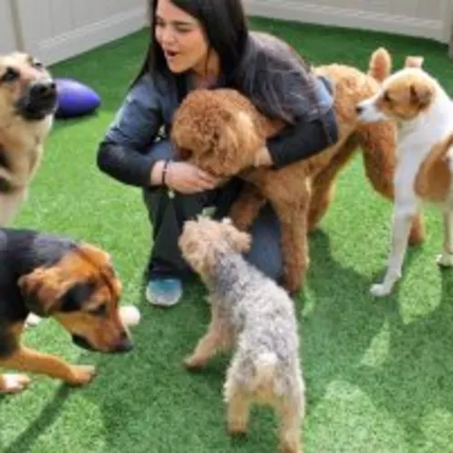 Daycare at Animal Care Center of Polaris